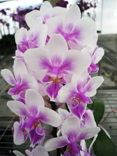 Phalaenopsis Brother Spring Dancer
