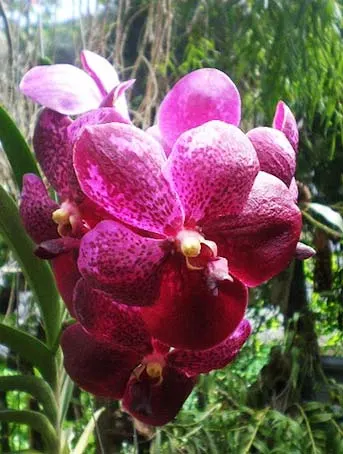 Vanda Robert Delight PR 358