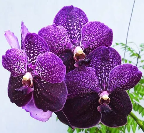 Vanda Robert Delight RB 56