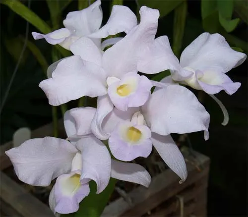 Cattleya skinneri albescens