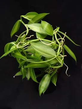 Vanilla planifolia variegata