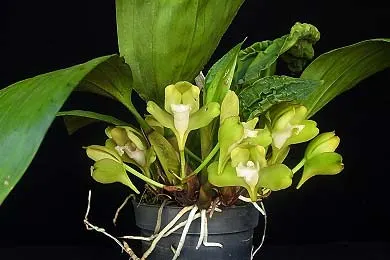 Bifrenaria fuerstenbergiana alba