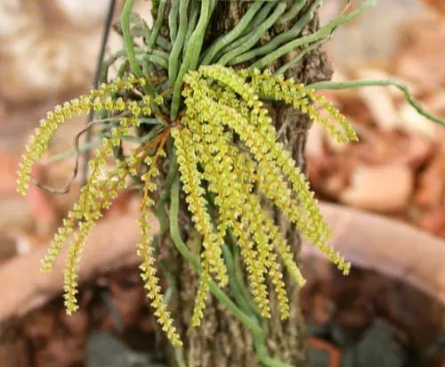 Campylocentrum burchellii