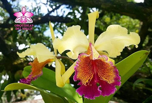 Cattleya dowiana var. aurea