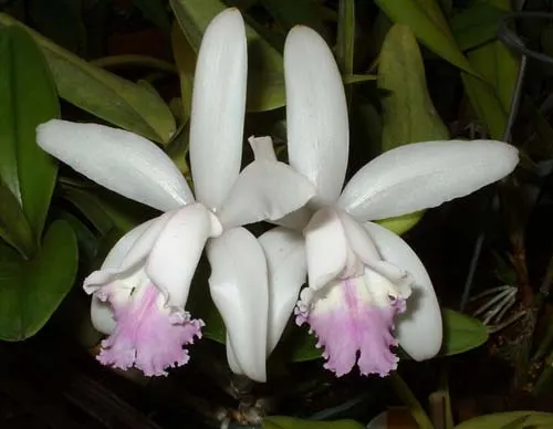 Cattleya intermedia var. amethystina