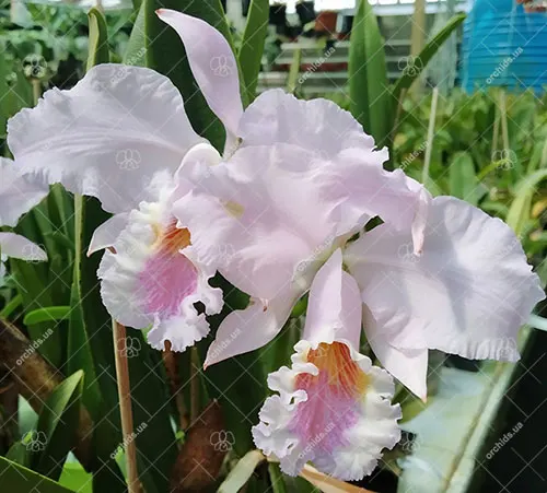 Cattleya mossiae amoena x mossiae amoena (MD)