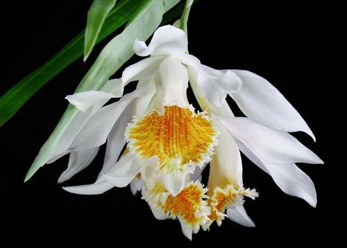 Thunia marshalliana