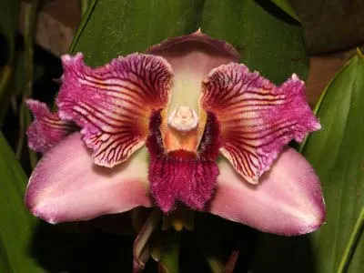 Bifrenaria tyrianthina trilabelo x Bifrenaria tyrianthina escura-flamea (SC)
