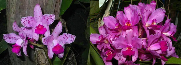 Cattleya amethystoglossa 'Corrego do Cachorro' XXX x Cattleya amethystoglossa 'Palmira'