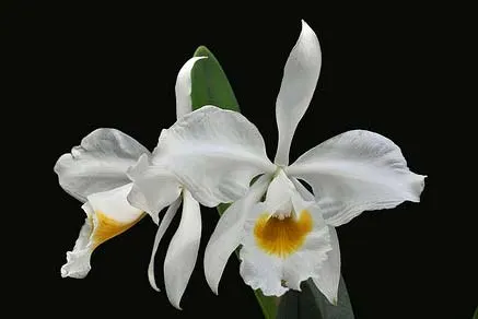 Cattleya eldorado alba 'Ouro Branco' x self