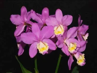 Cattleya harrisoniana clara 'Formosinha' x Cattleya harrisoniana escura 'Cheung's Delight'
