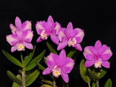 Cattleya harrisoniana var trilabelo
