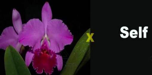 Cattleya labiata 'Yellow Eyes' x self