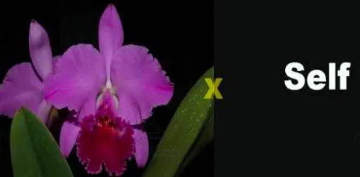 Cattleya labiata 'Yellow Eyes' x self