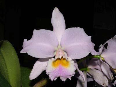 Cattleya labiata amesiana 'Mandarim' x self