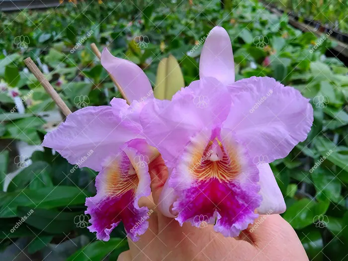 Cattleya labiata amoena 'Preciosa' (Z-8) x Cattleya labiata alba 'Cisne Branco' (Z-268)