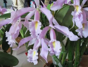 Cattleya maxima rosa x Cattleya maxima concolor 'Linda'