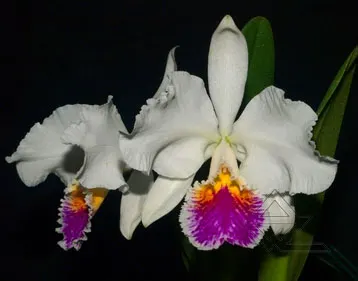 Cattleya mossiae semi alba 'Sao Luiz' x Cattleya mossiae semi alba 'Bela Vista'