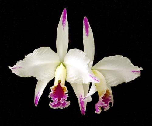 Cattleya mossiae semi alba aquini 'Caribe' x self