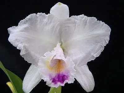 Cattleya quadricolor coerulea (rosado diferente) x self