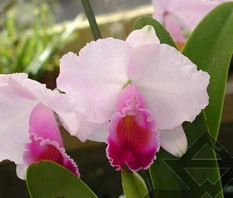 Cattleya quadricolor escura 'Sombrero' XXXX