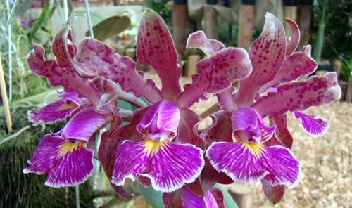 Cattleya schilleriana sem pintas x Cattleya schilleriana petalas largas