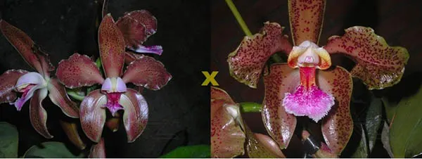 Cattleya schofieldiana 'GU' x Cattleya schofieldiana 'Ano Novo'