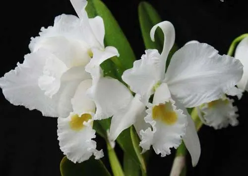 Cattleya trianae alba 'AWZ' x Cattleya trianae alba 'Suzi' (31-8)