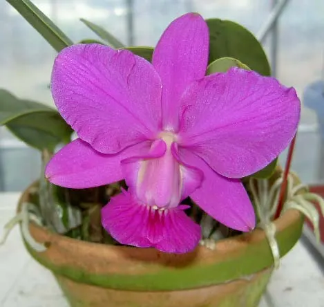 Cattleya walkeriana rubra 'Mineirinha' x Cattleya walkeriana caerulea 'Sta. Luzia'