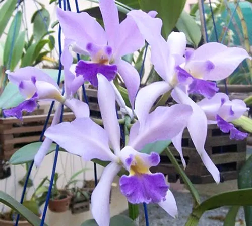 Cattleya warneri coerulea 'Porcina' x Cattleya intermedia flamea coerulea 'Olhos Azuis'