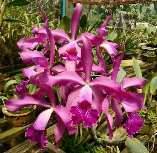 Cattleya warneri trilabelo 'Marcos Zanoni' x Cattleya schilleriana