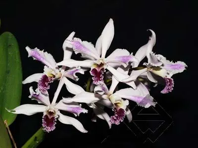 Laelia crispa flamea 'Baronesa' x self