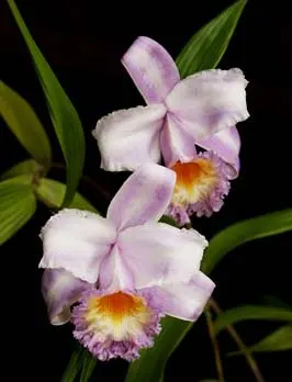 Sobralia sp. coerulea (Equador) x self