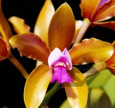 Cattleya guttata bronze sem pintas 'Carlitus'