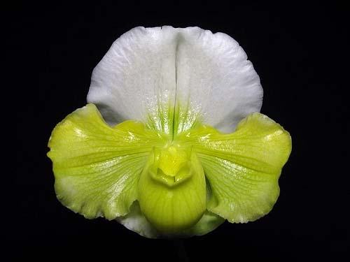 Paphiopedilum Sorcerer's Stone hybrid