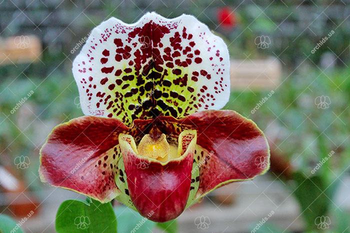 Paphiopedilum Arafura Sea x New Generation