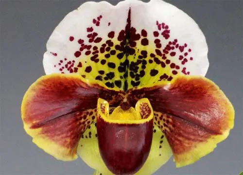 Paphiopedilum Bajazzo x Junior World x Acapulco