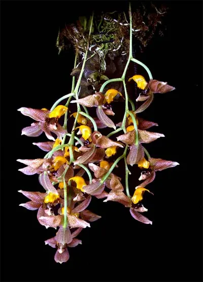 Gongora horichiana