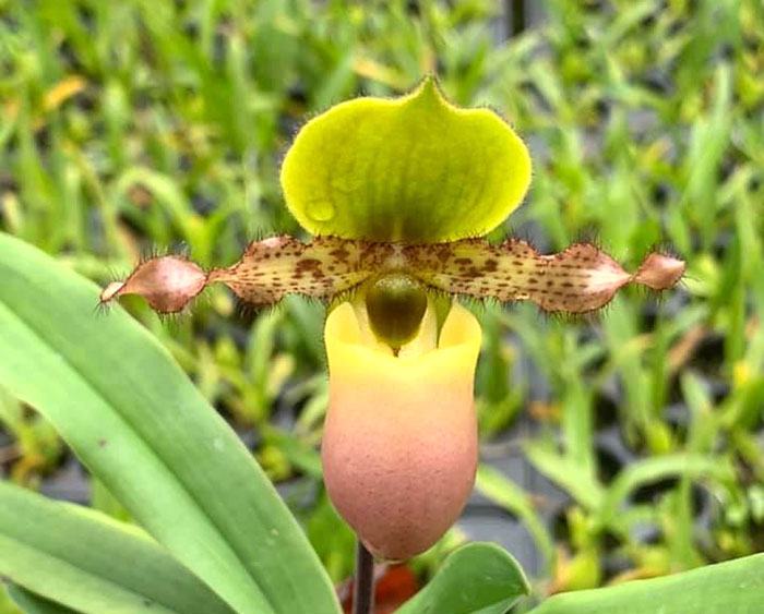 Paphiopedilum primulinum