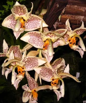 Stanhopea whittenii