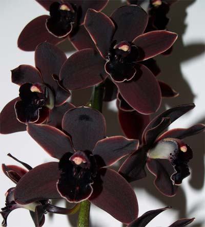 Cymbidium Cali Night 'Geyserland'