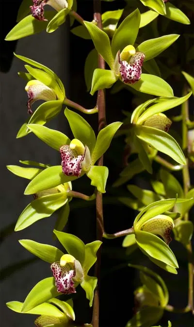 Cymbidium Cliff Hutchings