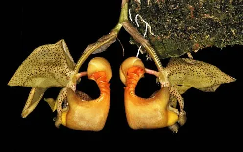 Coryanthes fieldingii