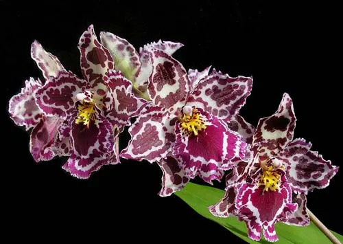 Odontoglossum Margarete Holm