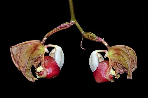 Coryanthes leucocorys