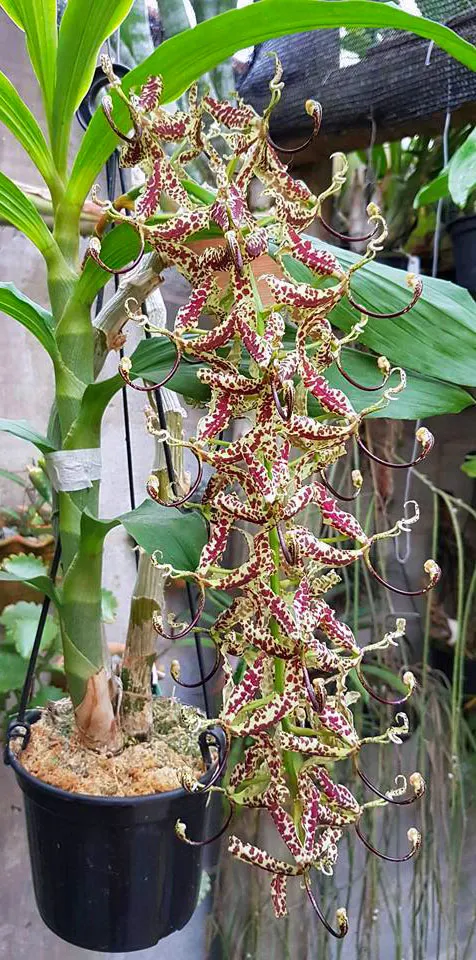 Cycnoches pentadactylon