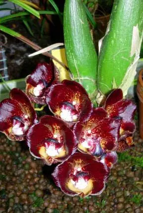 Peristeria rossiana