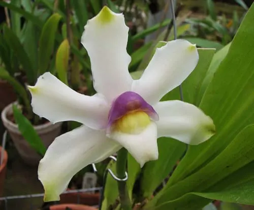 Pescatoria hirtzii
