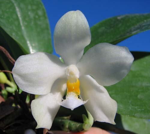 Phalaenopsis micholitzii