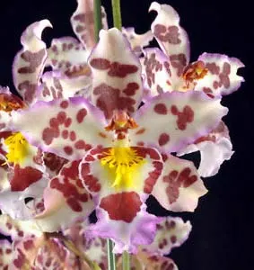 Wilsonara Habibi 'Pacific Pleasure'